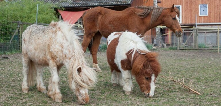 17917609 1285940604774844 6074924490434660189 o e1501137470387 1 768x368