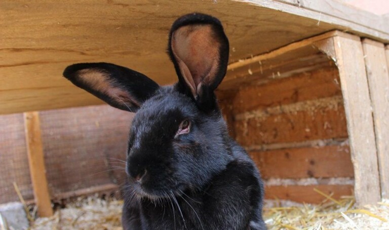 jaspina e1505295420559 768x454