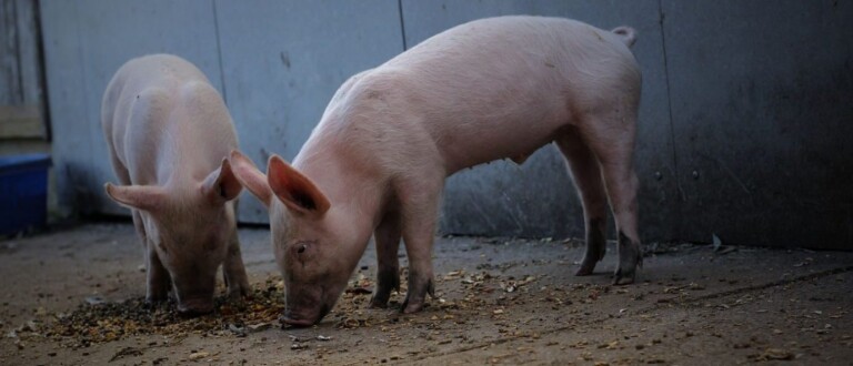 momoluna e1501138391979 768x330