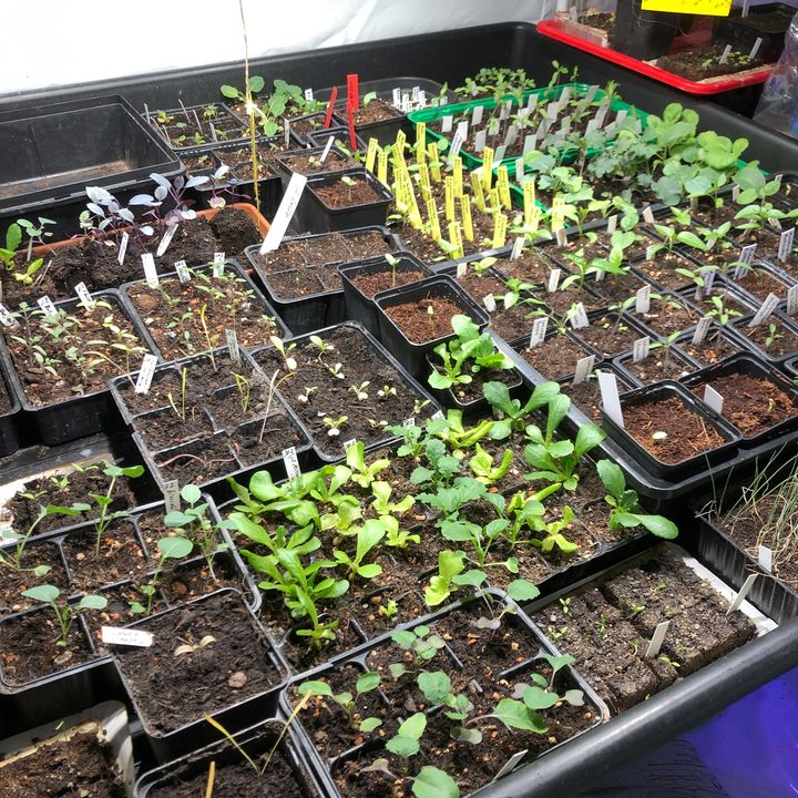 Permakultur Stammtisch St. Gallen