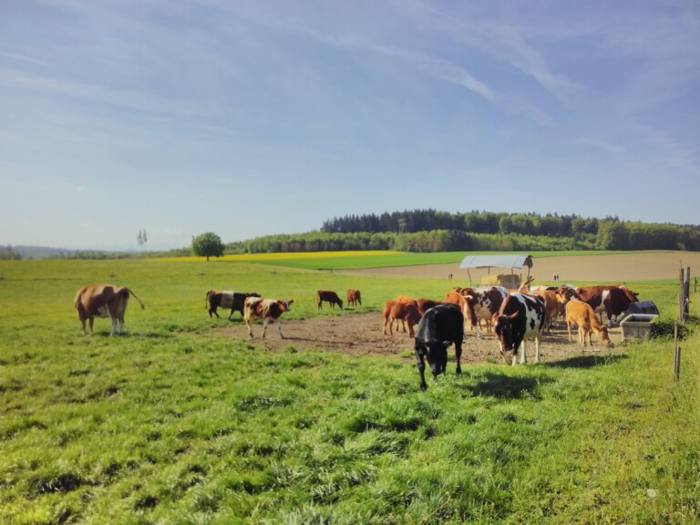 IMG 20180425 095859 768x576