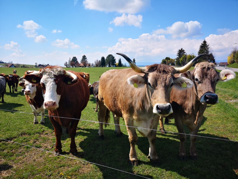 IMG 20190409 141307 768x576