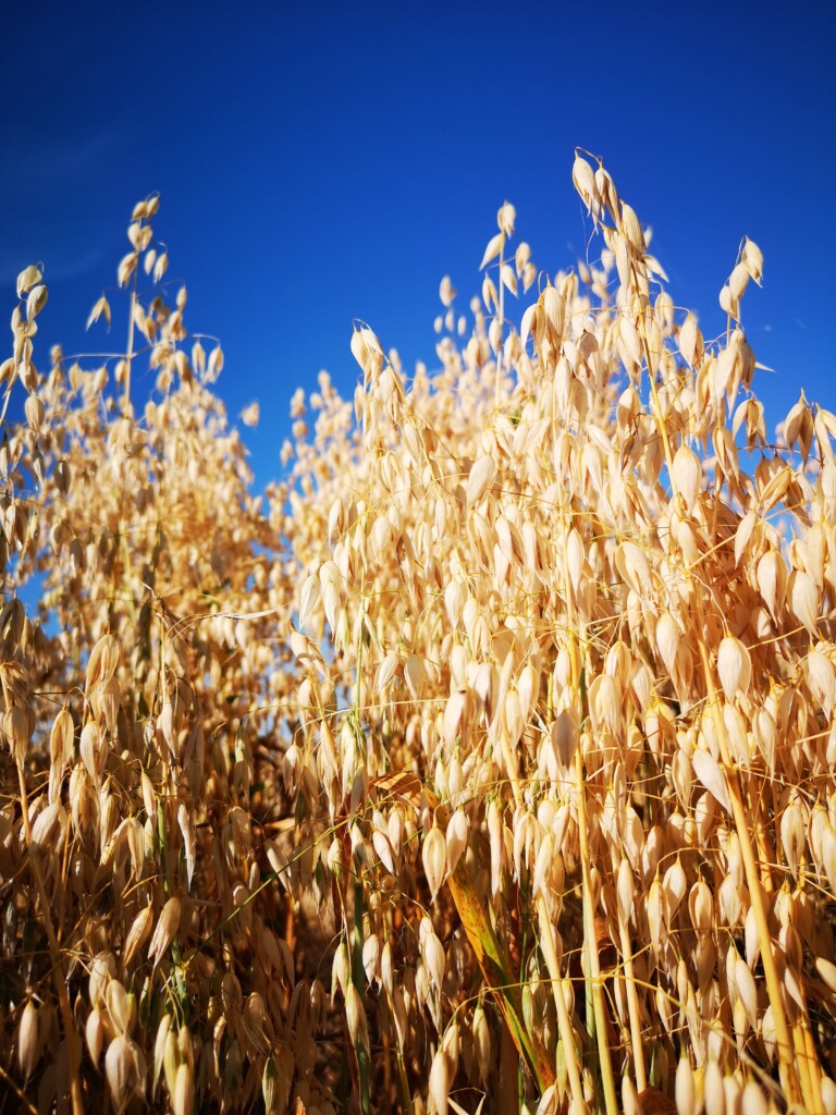 IMG 20190710 184611 768x1024