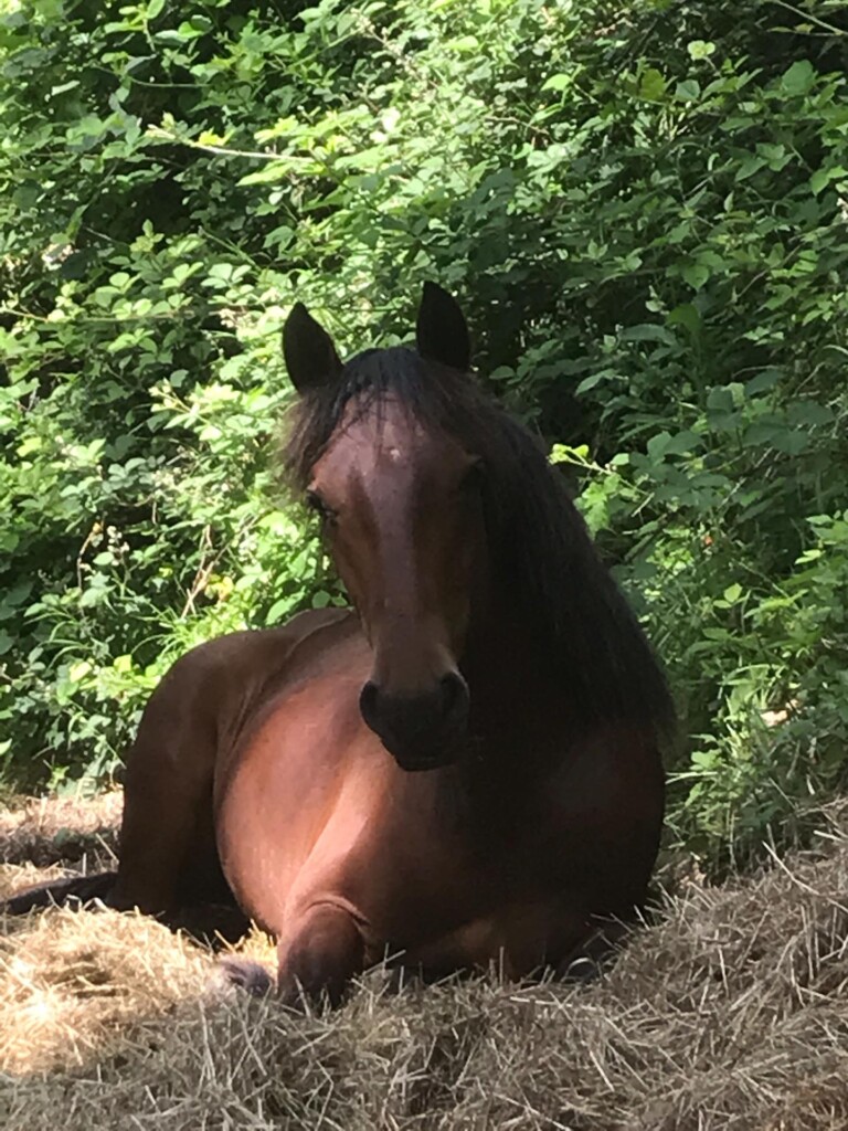 IMG 20190625 WA0001 1 2 768x1024